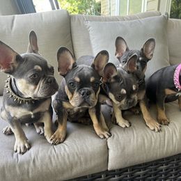 French Bulldog Puppies from Prestige French Bulldogs