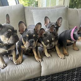 French Bulldog Puppies from Prestige French Bulldogs