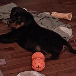 Rottweiler Puppies from Irish Eyes Kennels