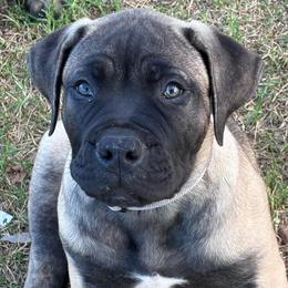 Cinch- Yellow Collar - Brown male Boerboel puppy in Pearce, Arizona from Desert Stronghold Boerboels
