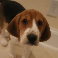 Female 6 - NC - Black white and tan female Harrier puppy in Waxhaw, North Carolina from Darkfire Harriers