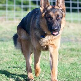 German Shepherds from Rusak Shepherds