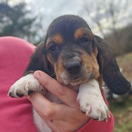 BoPeep - Brown black and white female Basset Hound puppy in Fort Leonard Wood, Missouri from Ozark Hounds
