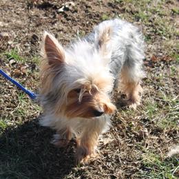 Willow - Yorkshire Terrier