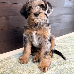 Rocket - Blue male Labradoodle puppy in Sammamish, Washington from Eastside Labradoodles