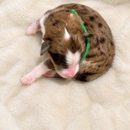 Treat - Chocolate merle female Bernedoodle puppy in Springville, Utah from Oodles of Bernedoodles