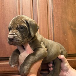 Dasher - Chocolate male Great Dane puppy in Ider, Alabama from Sand Mountain Danes LLC