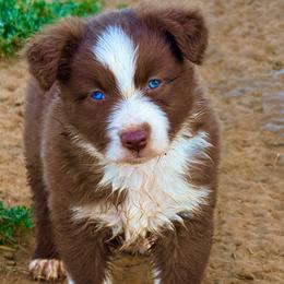 Sitka - Red & white male Australian Shepherd puppy in Mineral Wells, Texas from A6 Australian Shepards