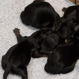 Yorkshire Terriers from Gone to the Dogs Kennel