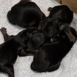 Yorkshire Terriers from Gone to the Dogs Kennel
