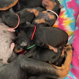 Manchester Terrier Puppies from Maximal Manchester Terriers