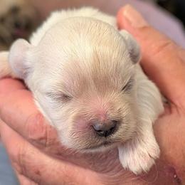 Joey - Cream male Lhasa Apso puppy in Fort Worth, Texas from Cynthia's Lhasa Apsos