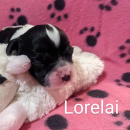 Cocker Spaniel Puppies from Carey's Cocker Spaniels