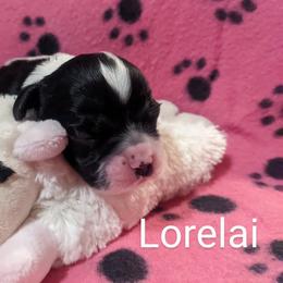 Cocker Spaniel Puppies from Carey's Cocker Spaniels