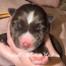Meet Reece - Red and white female Siberian Husky puppy in Richland, Mississippi from Feazell’s Siberian Huskies