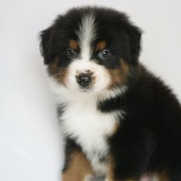 Stephen - Black tri-color male Australian Shepherd puppy in Richmond, Texas from Big Zen Aussies