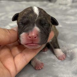 Red Brindle - Red brindle female American Pit Bull Terrier puppy in Nine Mile Falls, Washington from Bartin Kennels
