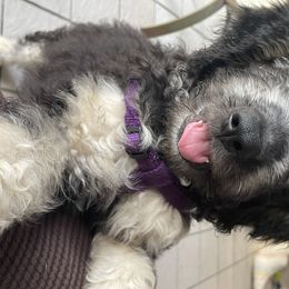 Goldendoodle Puppies from O’Hara Doodles