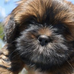 Lhasa Apsos from Sandy Paws Lhasa Apsos