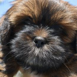 Lhasa Apsos from Sandy Paws Lhasa Apsos