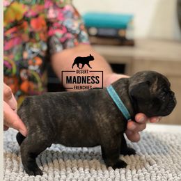 French Bulldog Puppies from Desert Madness Frenchies