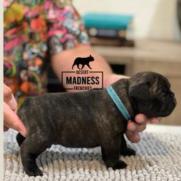 French Bulldog Puppies from Desert Madness Frenchies