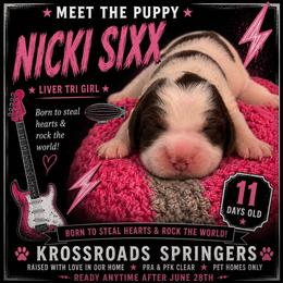 Nikki Sixx - Liver white and tan female English Springer Spaniel puppy in Cookeville, Tennessee from Krossroads Kennel