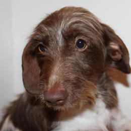 Otto - Dachshund