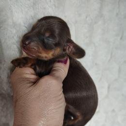 Boy 2 - Chocolate and tan male Dachshund puppy in Clayton, Indiana from Love Struck Miniature Dachshunds