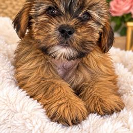 Girl 1 - Black gold and white female Shorkie puppy in Florida from Shih tzus and Shorkies Galore