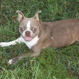 Charlie - Boston Terrier
