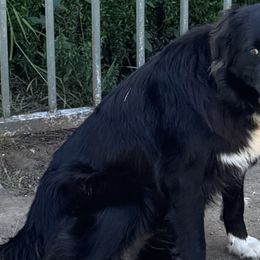 Stormi - Australian Shepherd