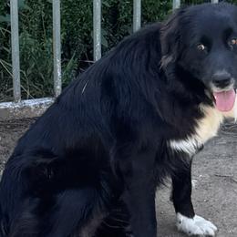 Stormi - Australian Shepherd