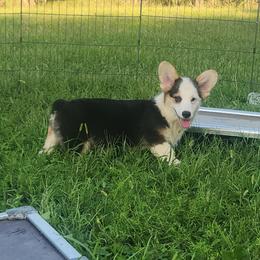 Mark - Black and tan male Pembroke Welsh Corgi puppy in Dunbar, Nebraska from Vintage Corgis