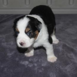 Miniature American Shepherd and Miniature Australian Shepherd Puppies from Red Moon Mini Aussies