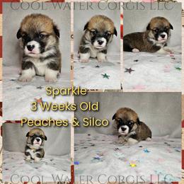 Sparkle - Red female Pembroke Welsh Corgi puppy in Kiowa, Colorado from Cool Water Corgis LLC