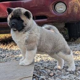 Yuri's Girl 1 - Fawn, black overlay female Akita puppy in South Carolina from Sierra Mountain Akitas