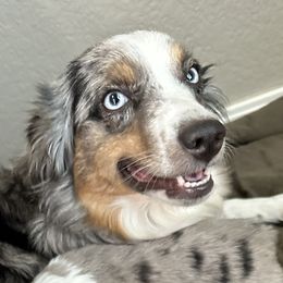 Waya - Toy Australian Shepherd