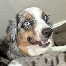 Waya - Toy Australian Shepherd