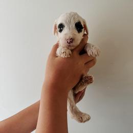 Scout - Black and white male Sheepadoodle puppy in Wabash, Indiana from DOODCompany