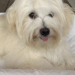 Havana Silk Dogs from Tyburn Woods Havana Silk Dogs