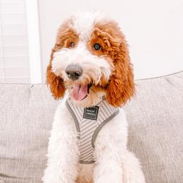 Flynn - Poodle