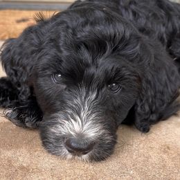 Bernedoodles from Reinitz Family Bernedoodles