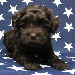 Orange collar Zulu - Caramel male Australian Labradoodle puppy in Provo, Utah from EllsWORTH Labradoodles LLC