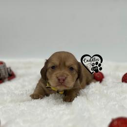 Puddin - Cream female Dachshund puppy in Nashville, Arkansas from Cuddles n Curls