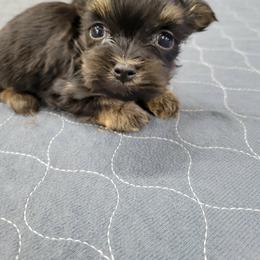 Boy 3 - Black and tan male Havanese puppy in Sebeka, Minnesota from Bydand Newfoundlands & Whimsical Havanese