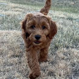 Eden's Blue Male - Apricot male Goldendoodle puppy in Great Falls, Montana from Montana Goldendoodles