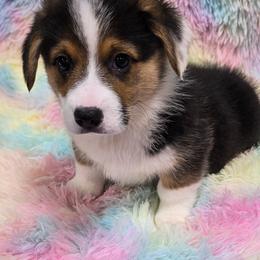 ASHER - Black and tan male Pembroke Welsh Corgi puppy in Walker, Iowa from Double K Corgis