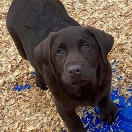 English Springer Spaniel and Labrador Retriever Puppies from Buffie Gonzales