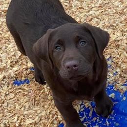 English Springer Spaniel and Labrador Retriever Puppies from Buffie Gonzales